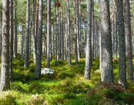 Czy UE zakaże nam korzystać z lasów?